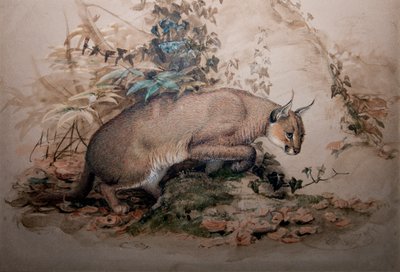 Caracal, 1851-69 by Joseph Wolf